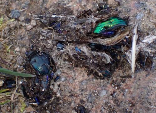 Geotrupes mutator